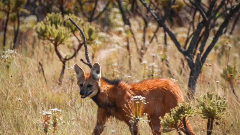 Maned Wolf in this matchup