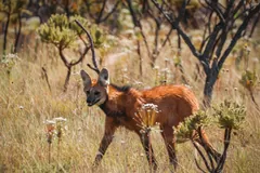 Maned wolf standing among tall dry grass and flowering shrubs, looking toward the camera