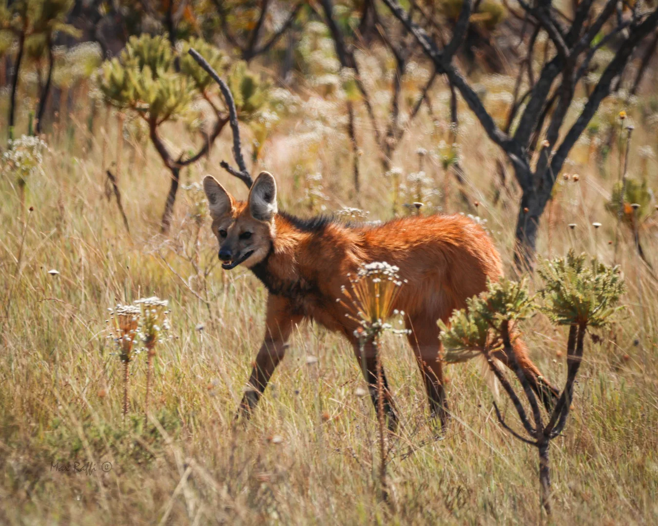 Maned Wolf
