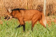 Maned wolf trotting through green grass in front of dry reeds, its long black legs in stride