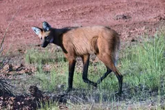 Maned wolf walking across short grass, its dark mane and black stockings clear