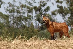 Maned wolf standing at the edge of a stubble field, large ears raised