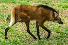 Maned wolf walking side-on across short grass, showing its long black legs and dark mane