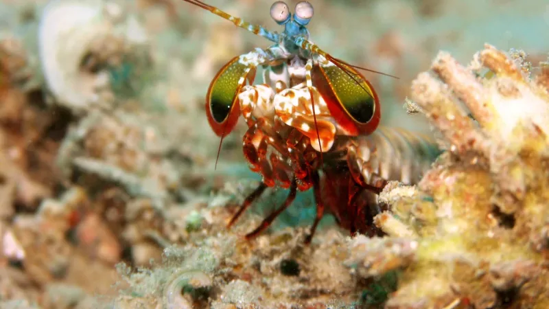 peacock mantis shrimp (Odontodactylus scyllarus). Taken at Tasik Ria house reef. Manado,