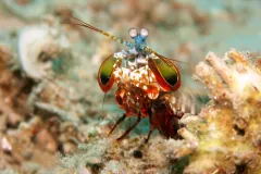 Peacock mantis shrimp facing forward on rubble, its stalked eyes raised and green-and-red forelimbs folded under its head