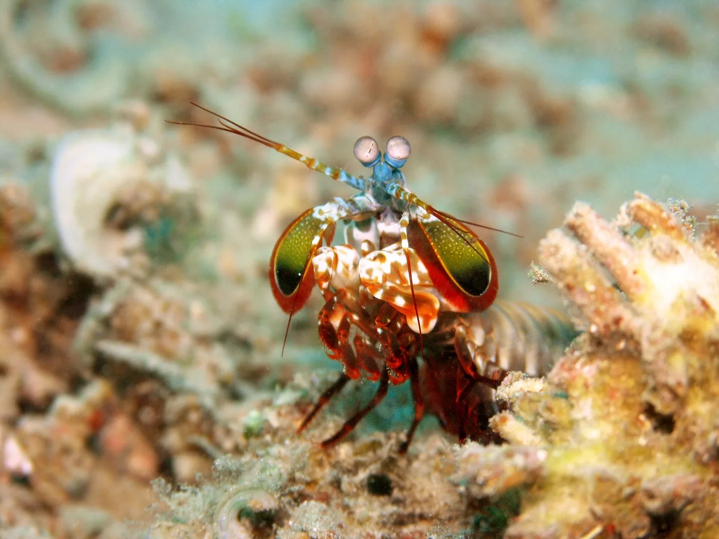 peacock mantis shrimp (Odontodactylus scyllarus). Taken at Tasik Ria house reef. Manado,
