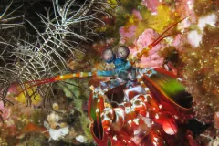 Peacock mantis shrimp among pink coralline growth and a feather star, red antennae spread and blue-rimmed eyes turned forward