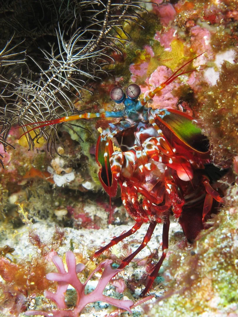 Mantis shrimp (Odontodactylus scyllarus) near Gili Banta Island (near Komodo, Indonesia)