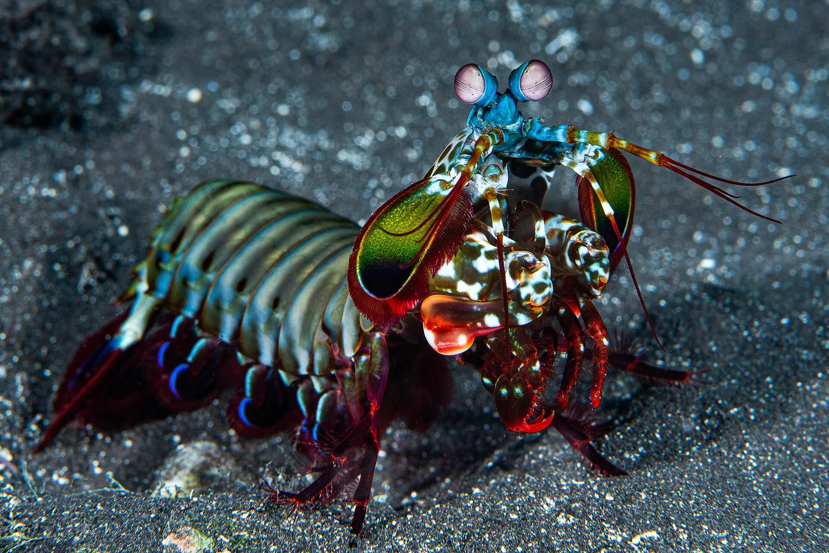 Odontodactylus scyllarus observed at la Réunion (western Indian ocean).