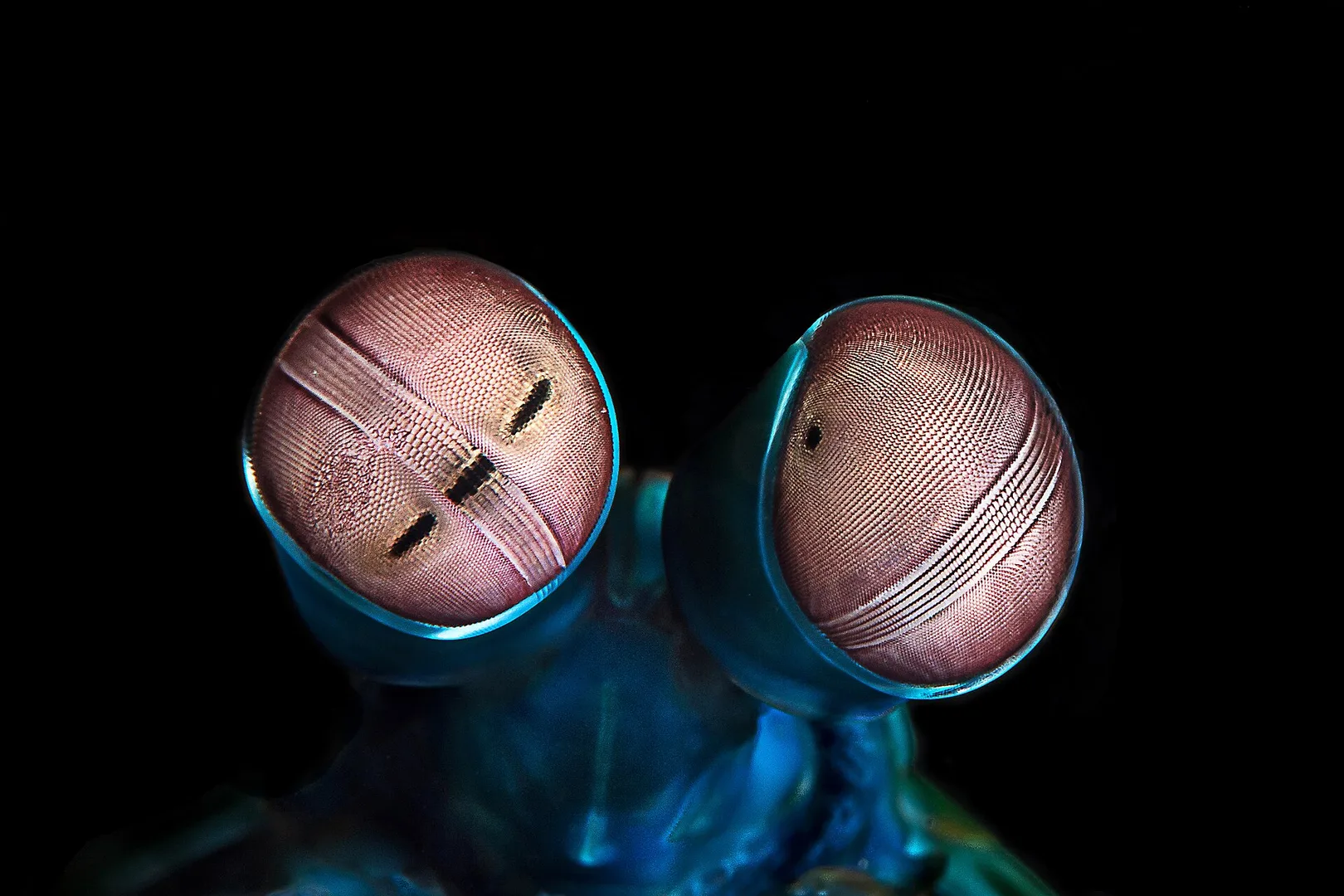 Close-up on the eyes of a Odontodactylus scyllarus.