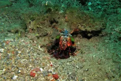 Peacock Mantis Shrimp (Odontodactylus scyllarus)