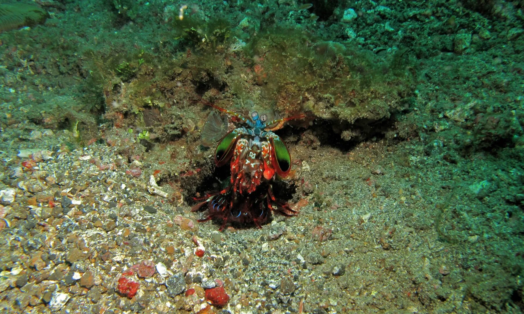 Peacock Mantis Shrimp (Odontodactylus scyllarus)
