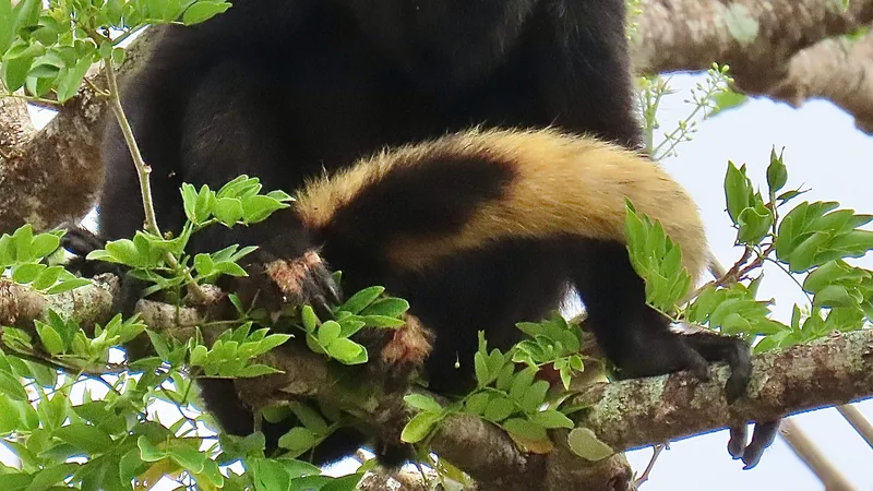 Black mantled howler monkey in a tree, the golden fringe of hair along its flank showing
