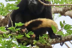 Black mantled howler monkey in a tree, the golden fringe of hair along its flank showing