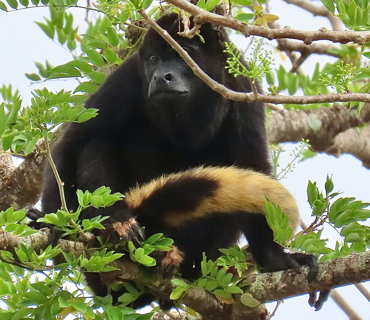 Mantled Howler Monkey