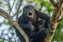 Mantled howler with an infant on a branch fork, mouth open mid-call