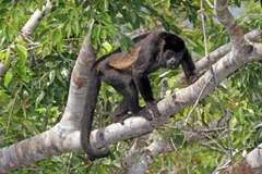 Mantled howler walking along a pale branch with its tail curled behind
