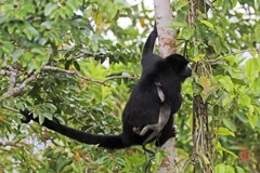 Adult mantled howler and a juvenile climbing among leafy branches, tails wrapped for grip