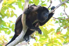 Mantled howler draped along a branch, peering down from the canopy