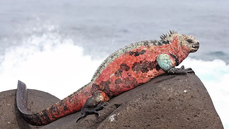 Galápagos Marine Iguana (Amblyrhynchus cristatus) basking on volcanic rock