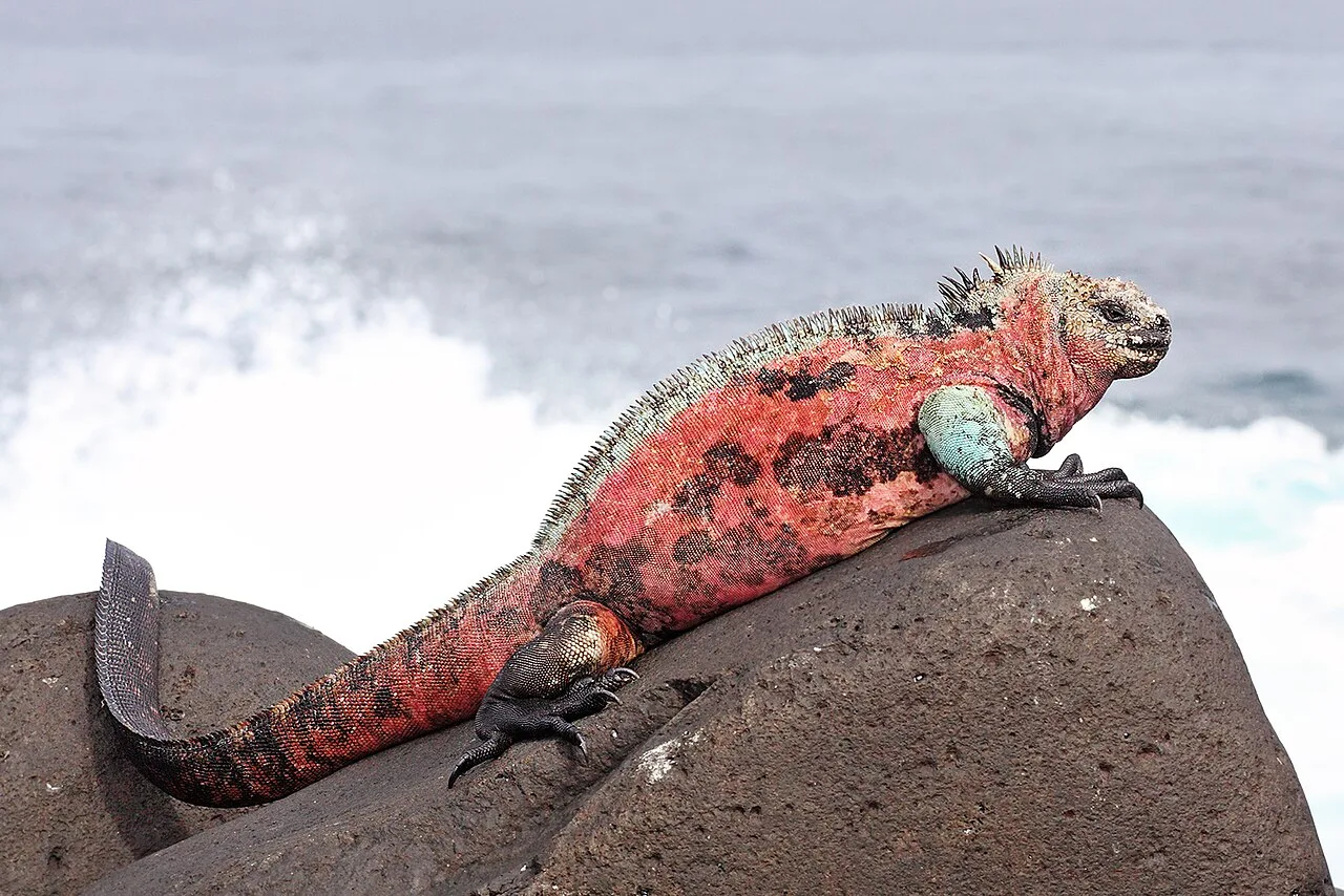 Galápagos Marine Iguana (Amblyrhynchus cristatus) basking on volcanic rock