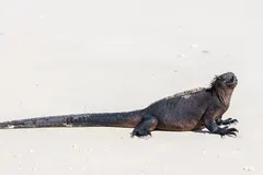 Galápagos Marine Iguana (Amblyrhynchus cristatus) basking on volcanic rock