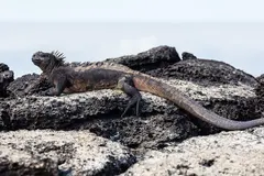 Galápagos Marine Iguana (Amblyrhynchus cristatus) basking on volcanic rock