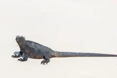 Galápagos Marine Iguana (Amblyrhynchus cristatus) basking on volcanic rock