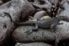 Galápagos Marine Iguana (Amblyrhynchus cristatus) basking on volcanic rock