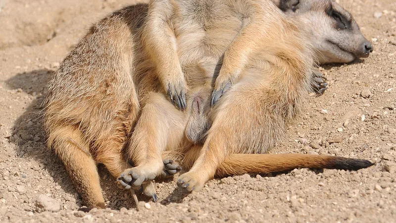 Meerkat in natural habitat