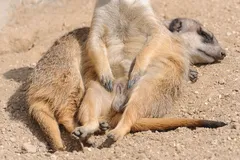Meerkat in natural habitat