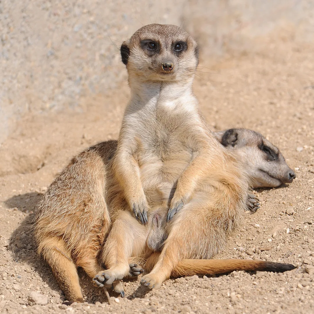 Meerkat in natural habitat