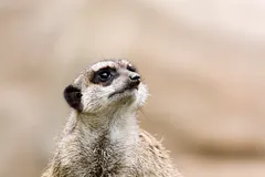 Meerkat in natural habitat