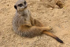 Meerkat in natural habitat