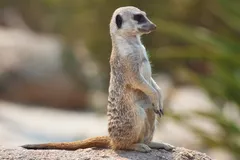 Meerkat in natural habitat