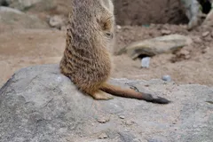 Meerkat in natural habitat