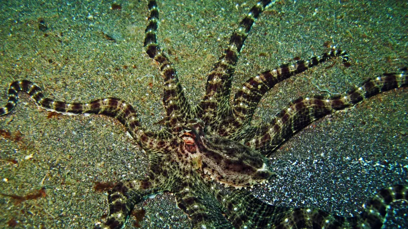 Mimic Octopus wildlife photography