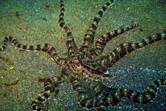 Mimic octopus spread across dark speckled sand, its long arms banded brown and cream