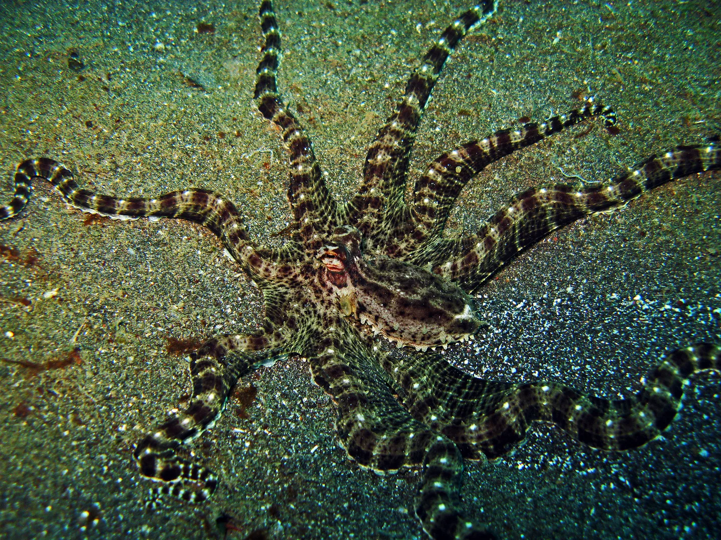 Mimic Octopus wildlife photography
