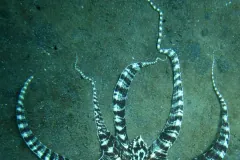 Several boldly banded black-and-white mimic octopus arms curling up from blue-green sand