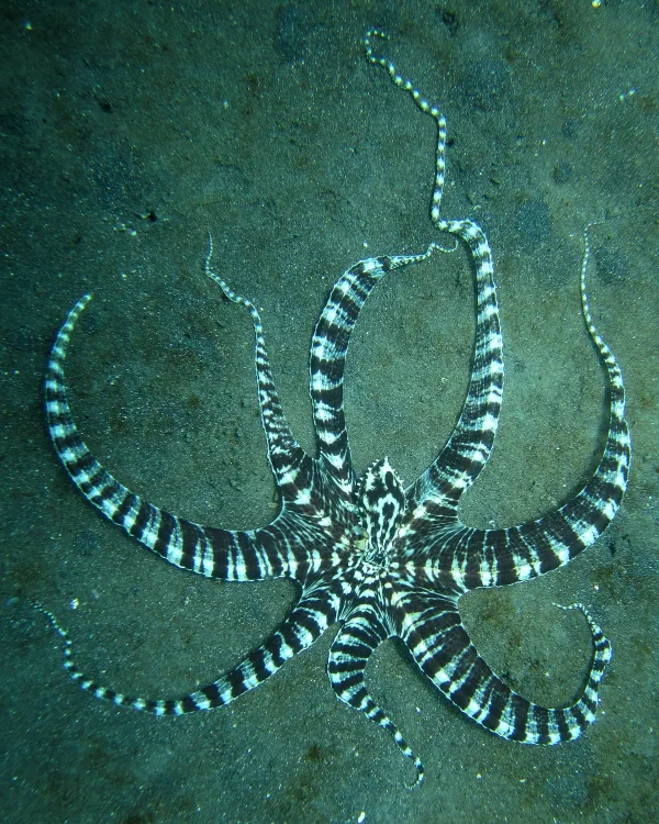 Mimic Octopus wildlife photography