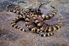Mimic octopus sprawled on brown sand, its striped arms coiled at the tips