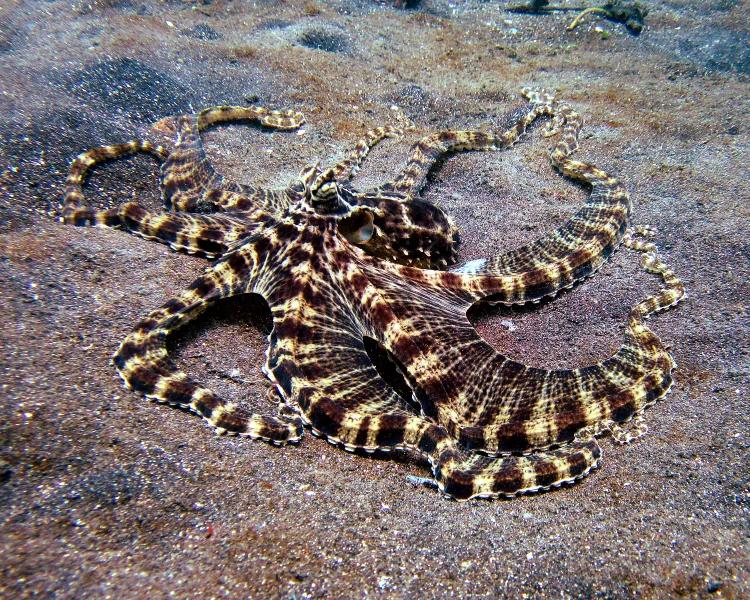 Mimic Octopus wildlife photography