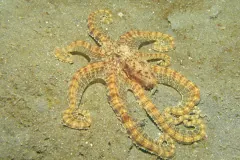 Pale golden mimic octopus seen from above on yellow sand, arms looping outward