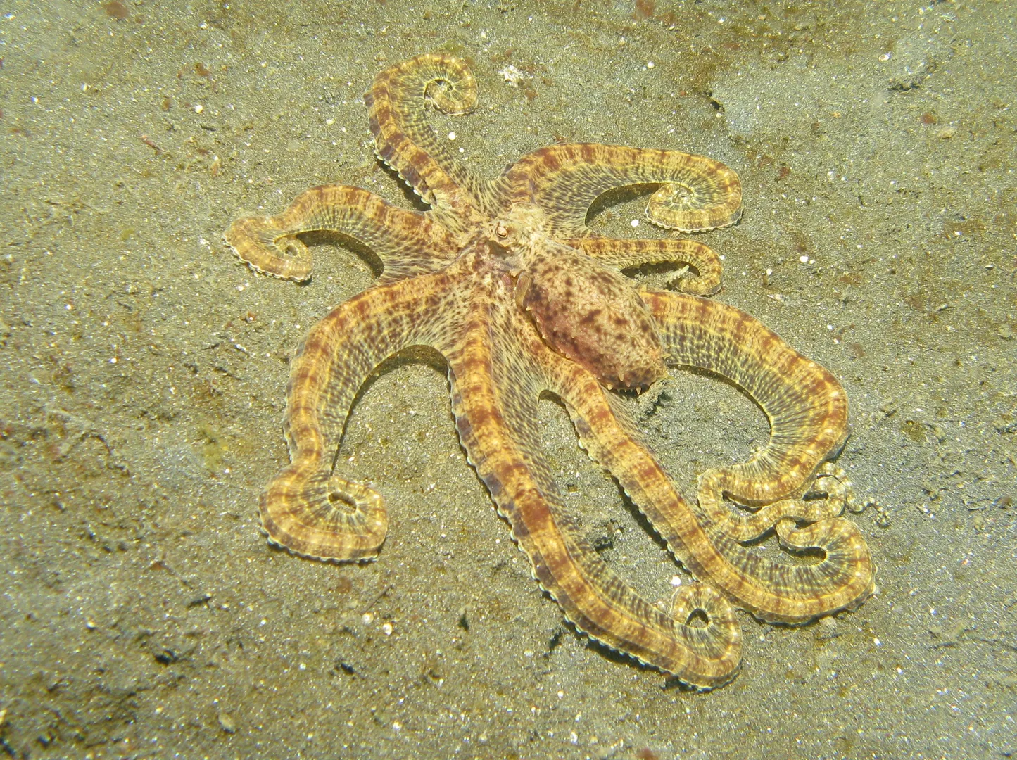 Mimic Octopus wildlife photography
