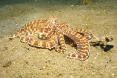 Orange-and-white banded mimic octopus gliding low over sand, arms trailing behind