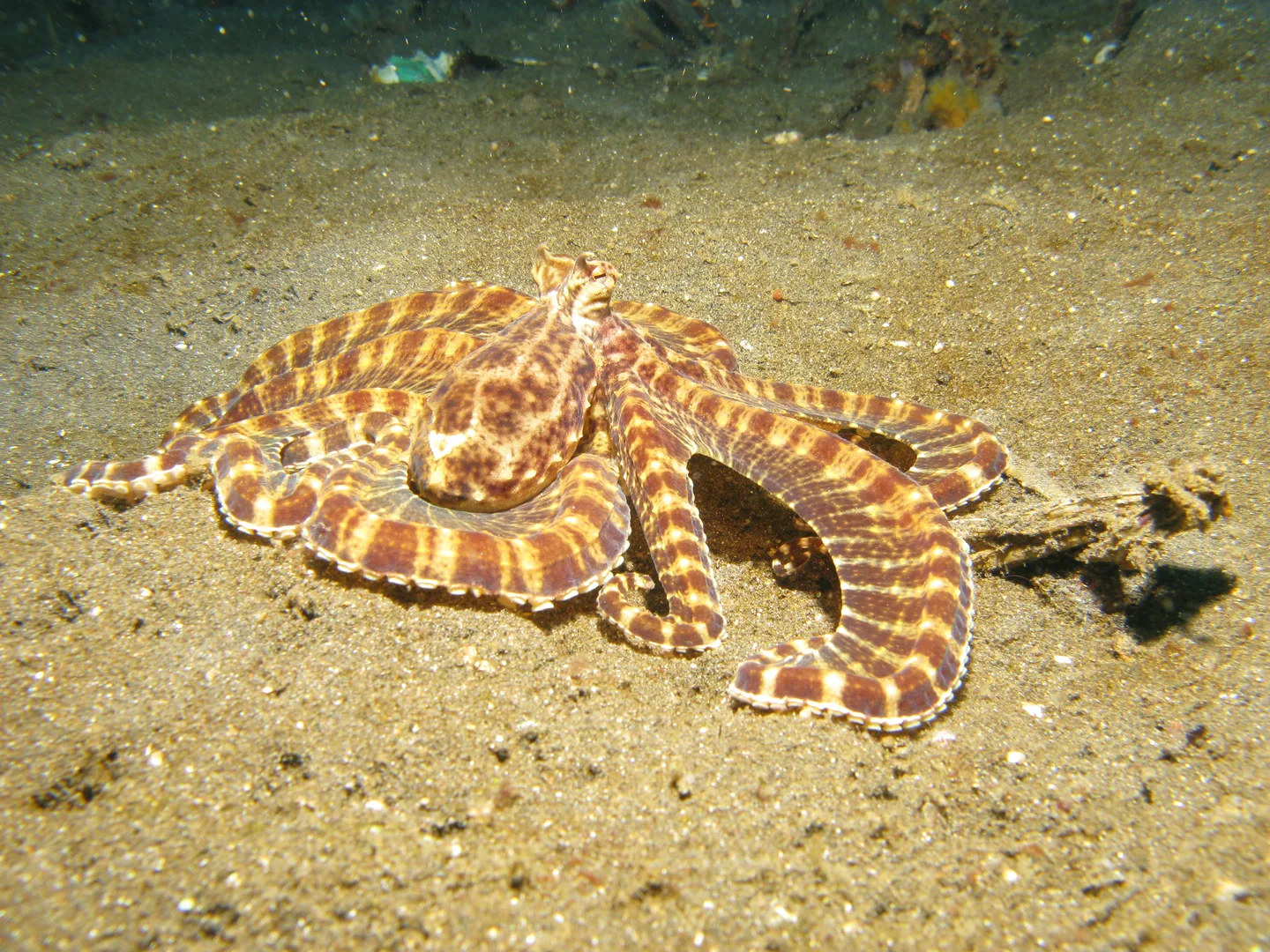 Mimic Octopus wildlife photography