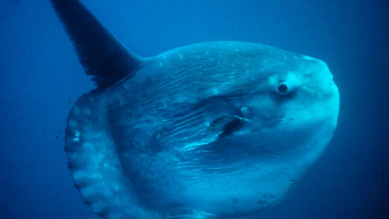 Ocean Sunfish (Mola Mola) in natural habitat