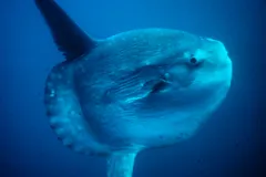 Ocean Sunfish (Mola Mola) in natural habitat