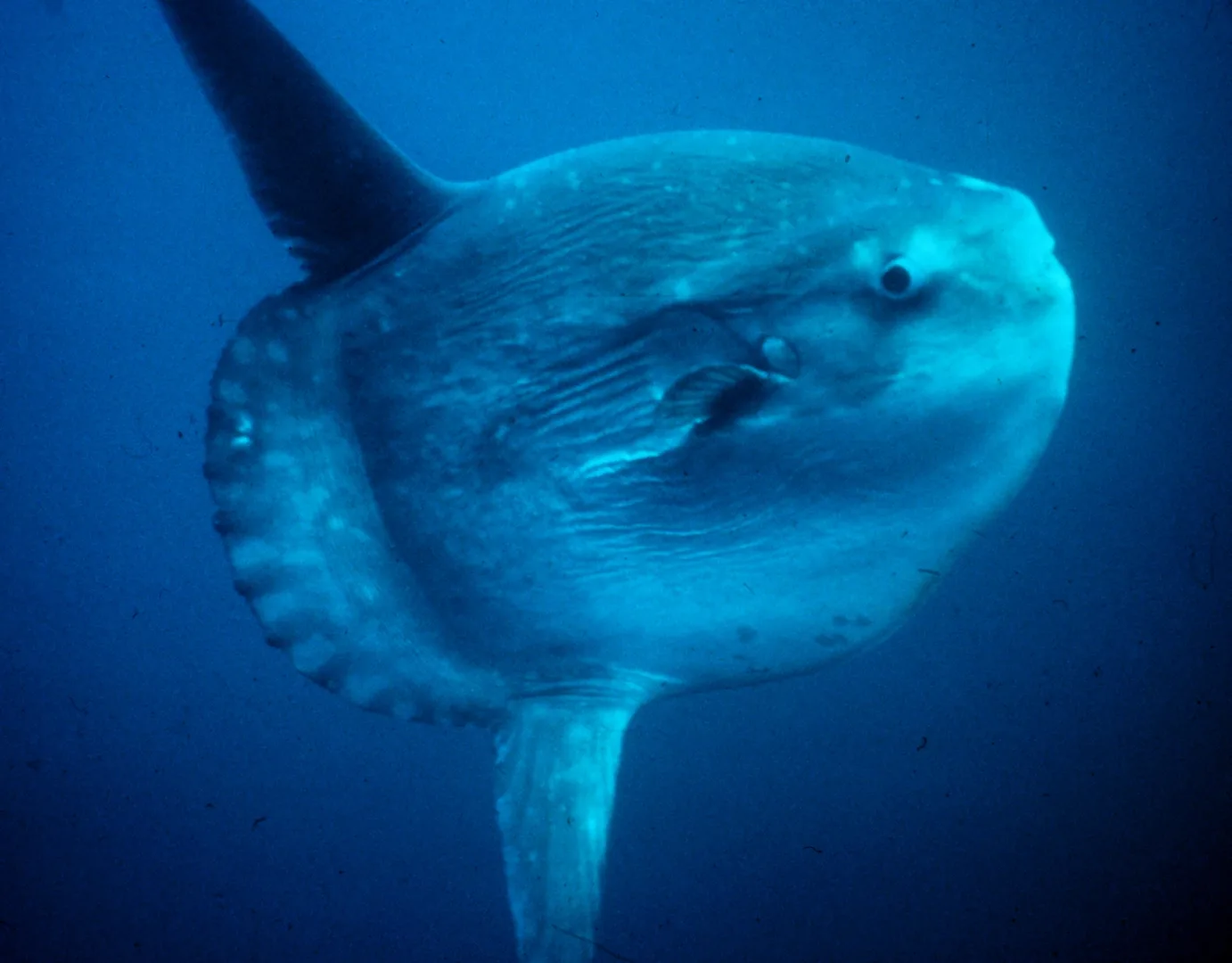 Ocean Sunfish (Mola Mola) in natural habitat